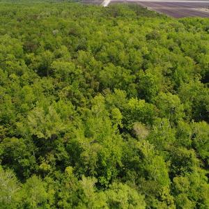 Photo #22 of SOLD property in Off N. Lake Rd, Engelhard , NC 16.8 acres
