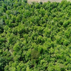 Photo #24 of SOLD property in Off N. Lake Rd, Engelhard , NC 16.8 acres