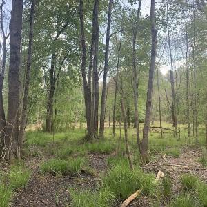 Photo #23 of SOLD property in Off Duke Road  , Nashville, NC 8.6 acres