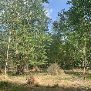 Photo #25 of SOLD property in Off Duke Road  , Nashville, NC 8.6 acres
