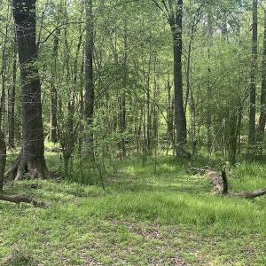 Photo #27 of SOLD property in Off Duke Road  , Nashville, NC 8.6 acres