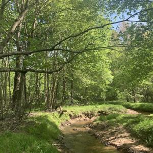 Photo #33 of SOLD property in Off Duke Road  , Nashville, NC 8.6 acres
