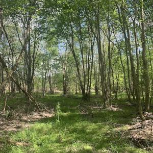 Photo #34 of SOLD property in Off Duke Road  , Nashville, NC 8.6 acres