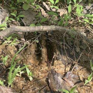 Photo #37 of SOLD property in Off Duke Road  , Nashville, NC 8.6 acres