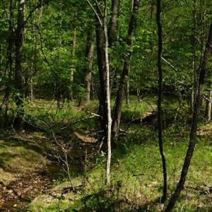 Photo #11 of SOLD property in Off Lees Ridge Road, Martinsville, VA 68.6 acres