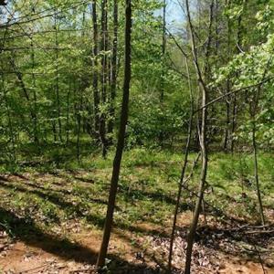 Photo #15 of SOLD property in Off Lees Ridge Road, Martinsville, VA 68.6 acres