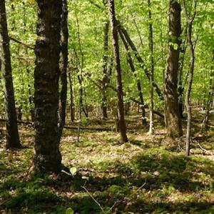 Photo #20 of SOLD property in Off Lees Ridge Road, Martinsville, VA 68.6 acres