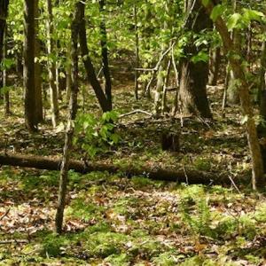 Photo #21 of SOLD property in Off Lees Ridge Road, Martinsville, VA 68.6 acres