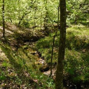 Photo #22 of SOLD property in Off Lees Ridge Road, Martinsville, VA 68.6 acres