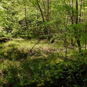Photo #23 of SOLD property in Off Lees Ridge Road, Martinsville, VA 68.6 acres