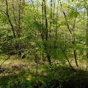 Photo #24 of SOLD property in Off Lees Ridge Road, Martinsville, VA 68.6 acres