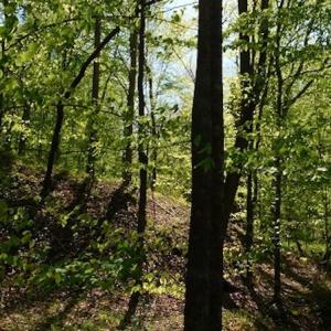 Photo #25 of SOLD property in Off Lees Ridge Road, Martinsville, VA 68.6 acres