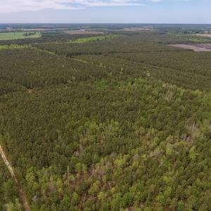Photo #10 of SOLD property in Off Blizzard Road, Snow Hill, NC 13.7 acres