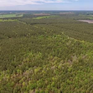 Photo #11 of SOLD property in Off Blizzard Road, Snow Hill, NC 13.7 acres