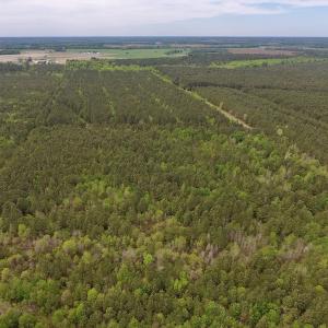 Photo #12 of SOLD property in Off Blizzard Road, Snow Hill, NC 13.7 acres