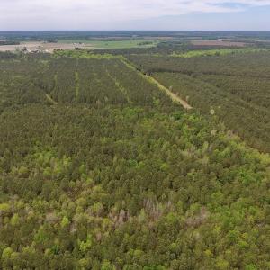 Photo #13 of SOLD property in Off Blizzard Road, Snow Hill, NC 13.7 acres