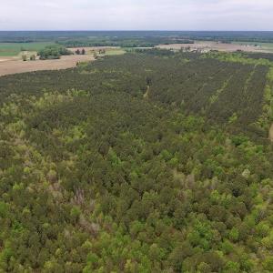 Photo #15 of SOLD property in Off Blizzard Road, Snow Hill, NC 13.7 acres