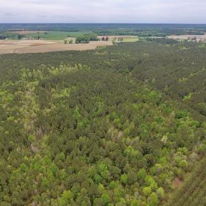 Photo #16 of SOLD property in Off Blizzard Road, Snow Hill, NC 13.7 acres