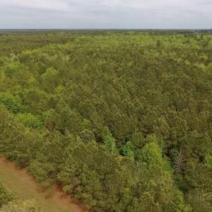 Photo #23 of SOLD property in Off Blizzard Road, Snow Hill, NC 13.7 acres