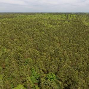 Photo #24 of SOLD property in Off Blizzard Road, Snow Hill, NC 13.7 acres