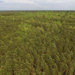Photo #25 of SOLD property in Off Blizzard Road, Snow Hill, NC 13.7 acres