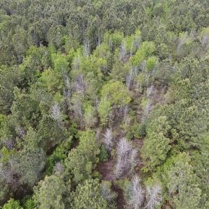 Photo #26 of SOLD property in Off Blizzard Road, Snow Hill, NC 13.7 acres