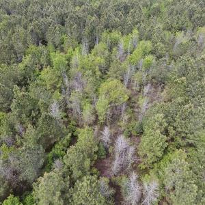 Photo #26 of SOLD property in Off Blizzard Road, Snow Hill, NC 13.7 acres