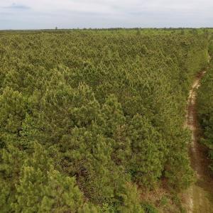Photo #27 of SOLD property in Off Blizzard Road, Snow Hill, NC 13.7 acres