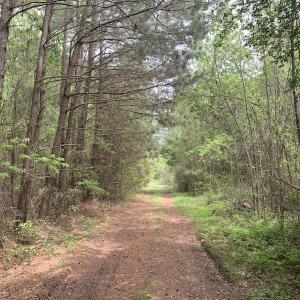 Photo #29 of SOLD property in Off Blizzard Road, Snow Hill, NC 13.7 acres