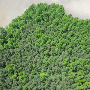 Photo #7 of SOLD property in Off Corinth Chapel Rd, Suffolk, VA 66.0 acres