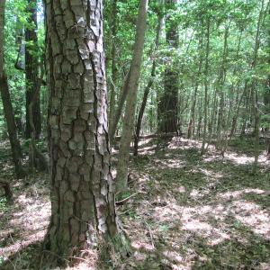 Photo #21 of SOLD property in Off Corinth Chapel Rd, Suffolk, VA 66.0 acres