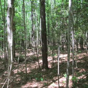 Photo #22 of SOLD property in Off Corinth Chapel Rd, Suffolk, VA 66.0 acres