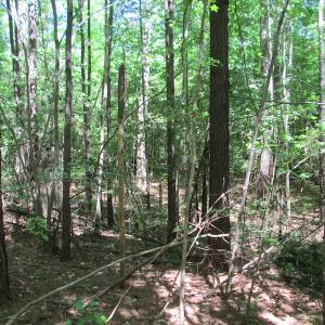 Photo #23 of SOLD property in Off Corinth Chapel Rd, Suffolk, VA 66.0 acres