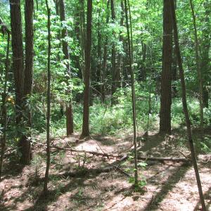 Photo #24 of SOLD property in Off Corinth Chapel Rd, Suffolk, VA 66.0 acres