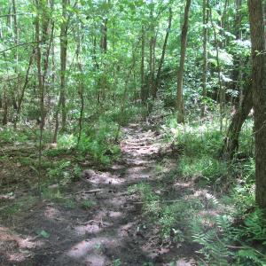 Photo #25 of SOLD property in Off Corinth Chapel Rd, Suffolk, VA 66.0 acres