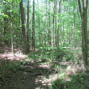 Photo #27 of SOLD property in Off Corinth Chapel Rd, Suffolk, VA 66.0 acres