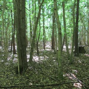 Photo #28 of SOLD property in Off Corinth Chapel Rd, Suffolk, VA 66.0 acres