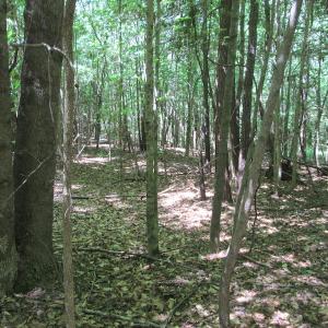 Photo #29 of SOLD property in Off Corinth Chapel Rd, Suffolk, VA 66.0 acres