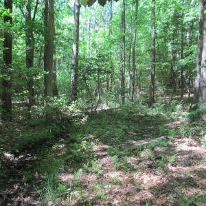Photo #30 of SOLD property in Off Corinth Chapel Rd, Suffolk, VA 66.0 acres
