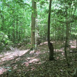 Photo #31 of SOLD property in Off Corinth Chapel Rd, Suffolk, VA 66.0 acres