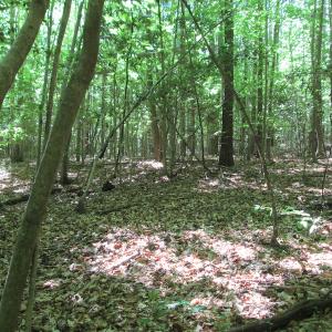 Photo #32 of SOLD property in Off Corinth Chapel Rd, Suffolk, VA 66.0 acres