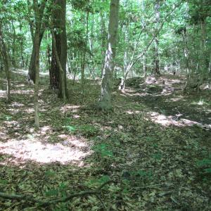 Photo #33 of SOLD property in Off Corinth Chapel Rd, Suffolk, VA 66.0 acres