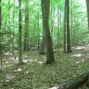 Photo #34 of SOLD property in Off Corinth Chapel Rd, Suffolk, VA 66.0 acres