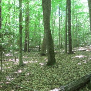 Photo #34 of SOLD property in Off Corinth Chapel Rd, Suffolk, VA 66.0 acres