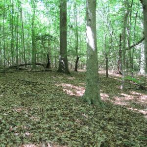 Photo #35 of SOLD property in Off Corinth Chapel Rd, Suffolk, VA 66.0 acres