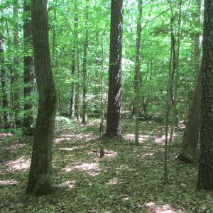 Photo #36 of SOLD property in Off Corinth Chapel Rd, Suffolk, VA 66.0 acres