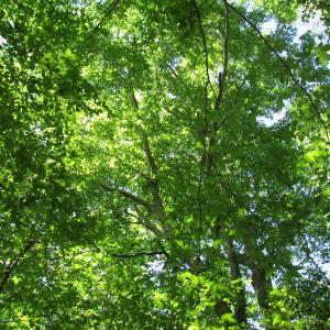 Photo #37 of SOLD property in Off Corinth Chapel Rd, Suffolk, VA 66.0 acres