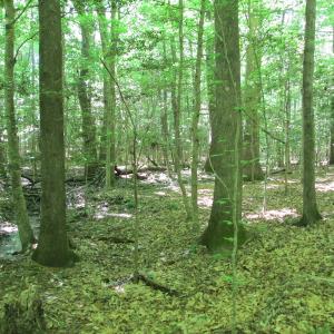 Photo #38 of SOLD property in Off Corinth Chapel Rd, Suffolk, VA 66.0 acres