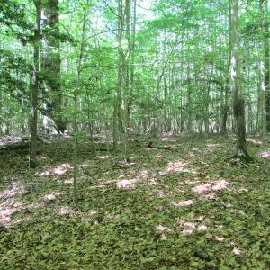 Photo #39 of SOLD property in Off Corinth Chapel Rd, Suffolk, VA 66.0 acres