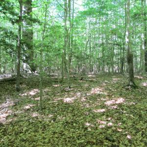 Photo #39 of SOLD property in Off Corinth Chapel Rd, Suffolk, VA 66.0 acres